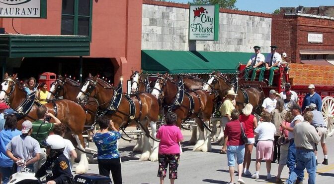 Clydesdales on Main Street
